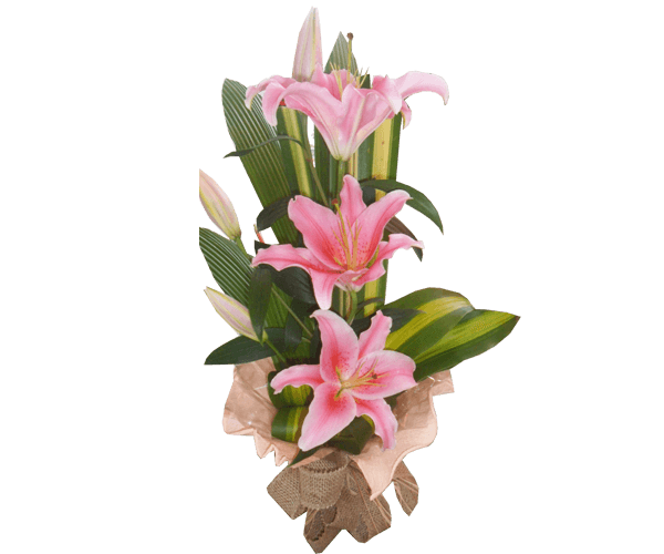 Arranjo Lírios Frances Floral