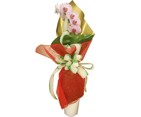 Orquídea Phalaenopsis 1 ast