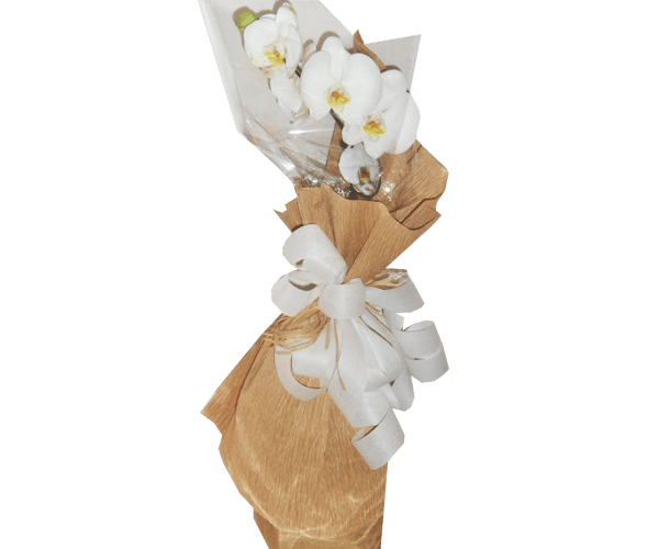 Orquídea duas astes branca